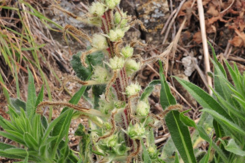 Echium italicum